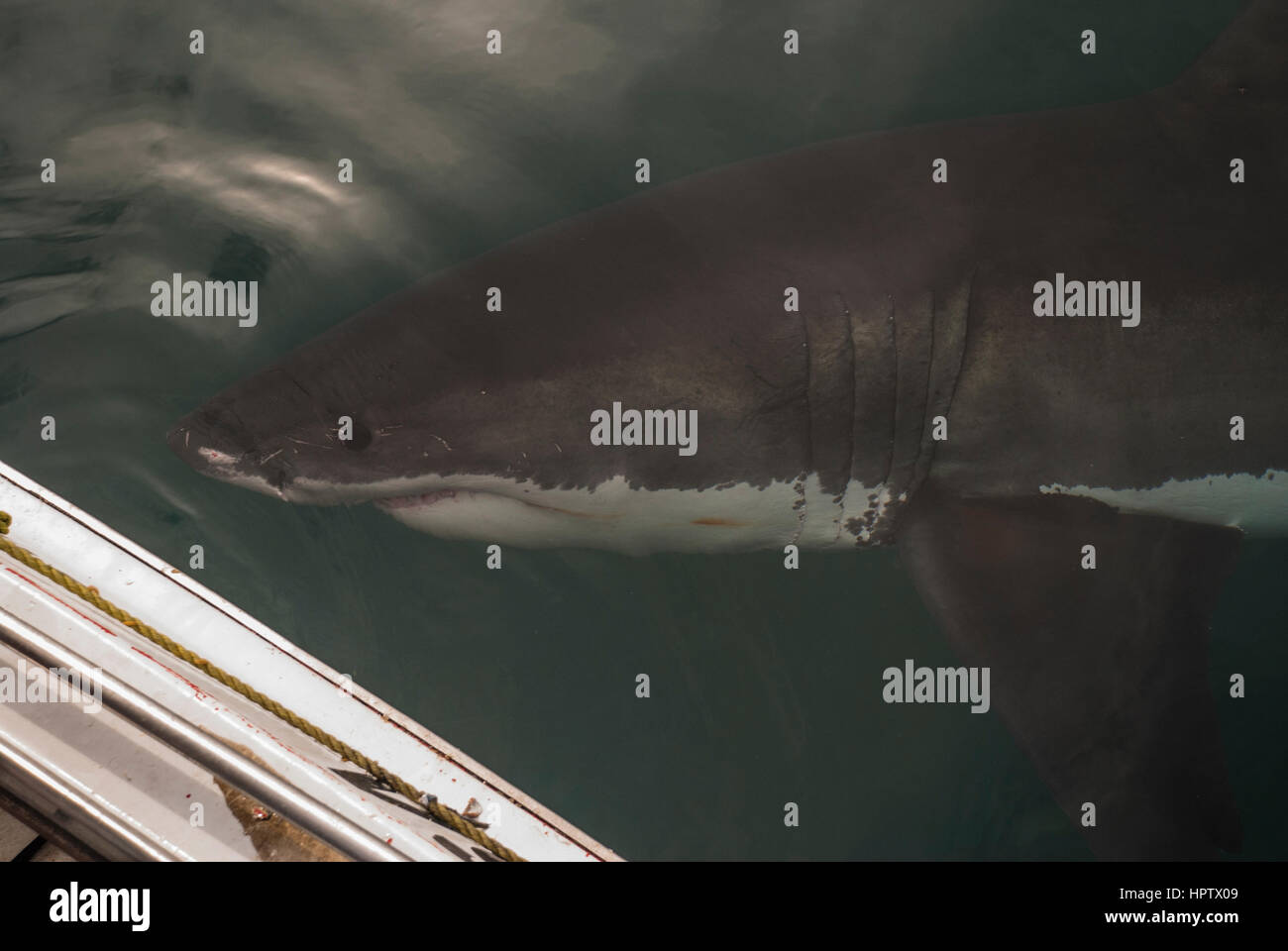 A great white shark swims past a boat in Gansbaai, South Africa Stock Photo