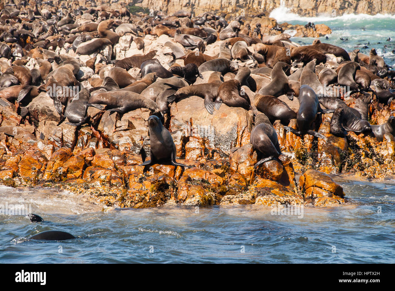 Cape fur seal colony in Mossel Bay south Africa Stock Photo