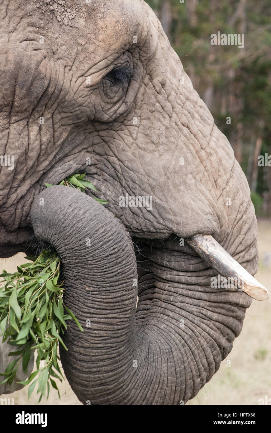 Elephant eating leaves hires stock photography and images Alamy
