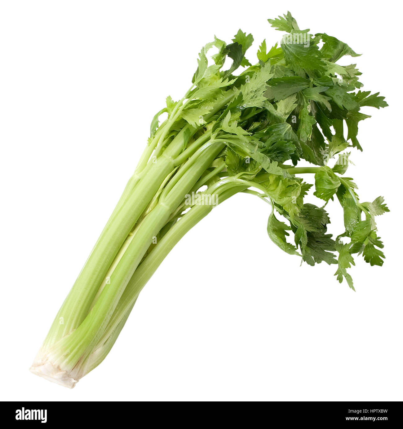 Celery leaf hires stock photography and images Alamy