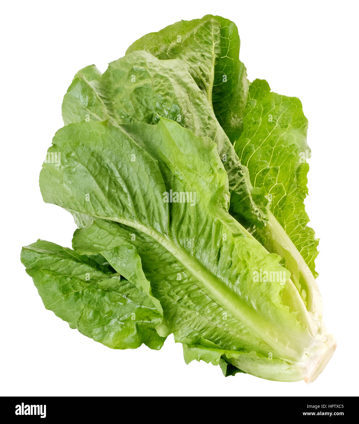 Romaine Lettuce(+clipping path) Stock Photo