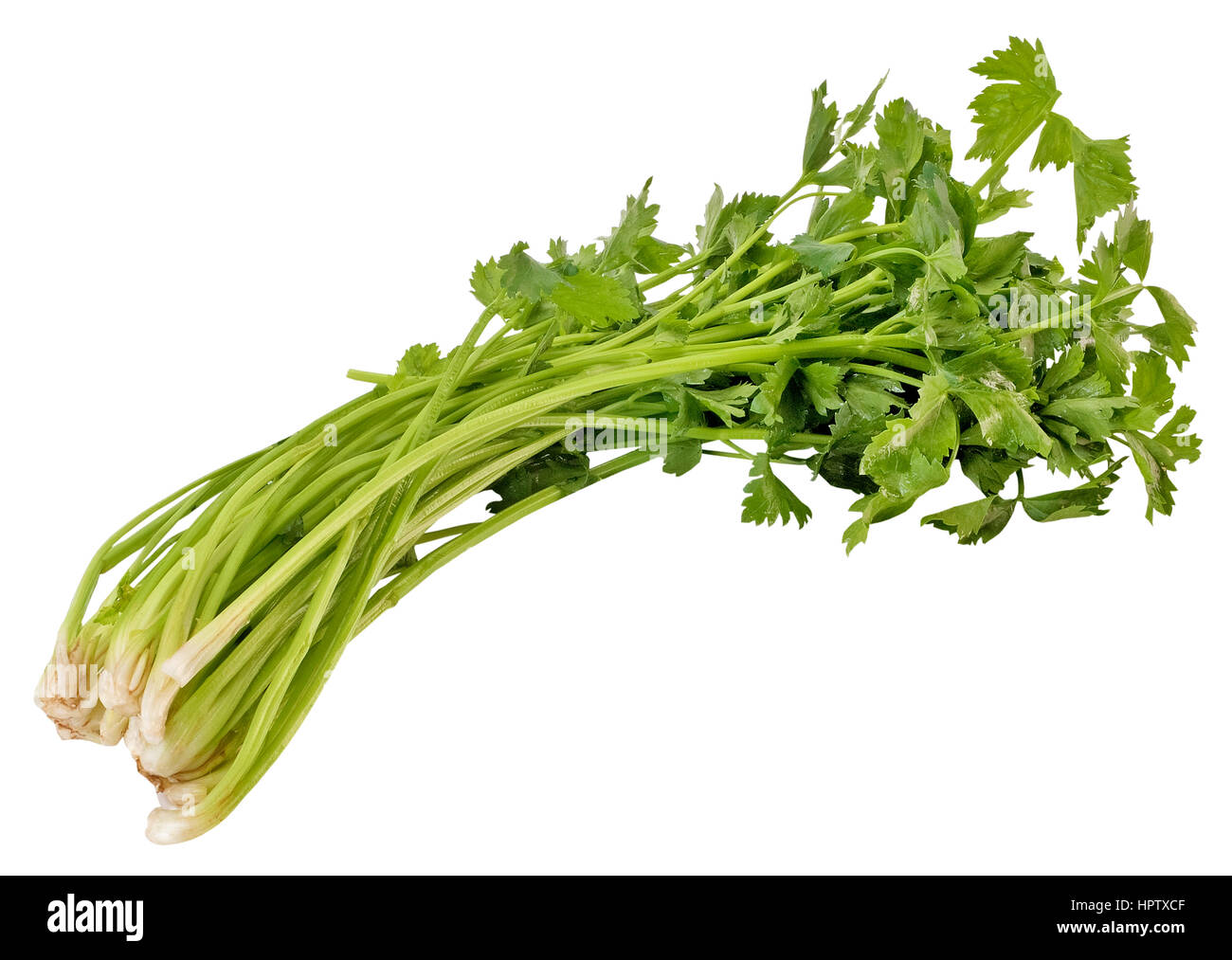 Celery leaf hires stock photography and images Alamy