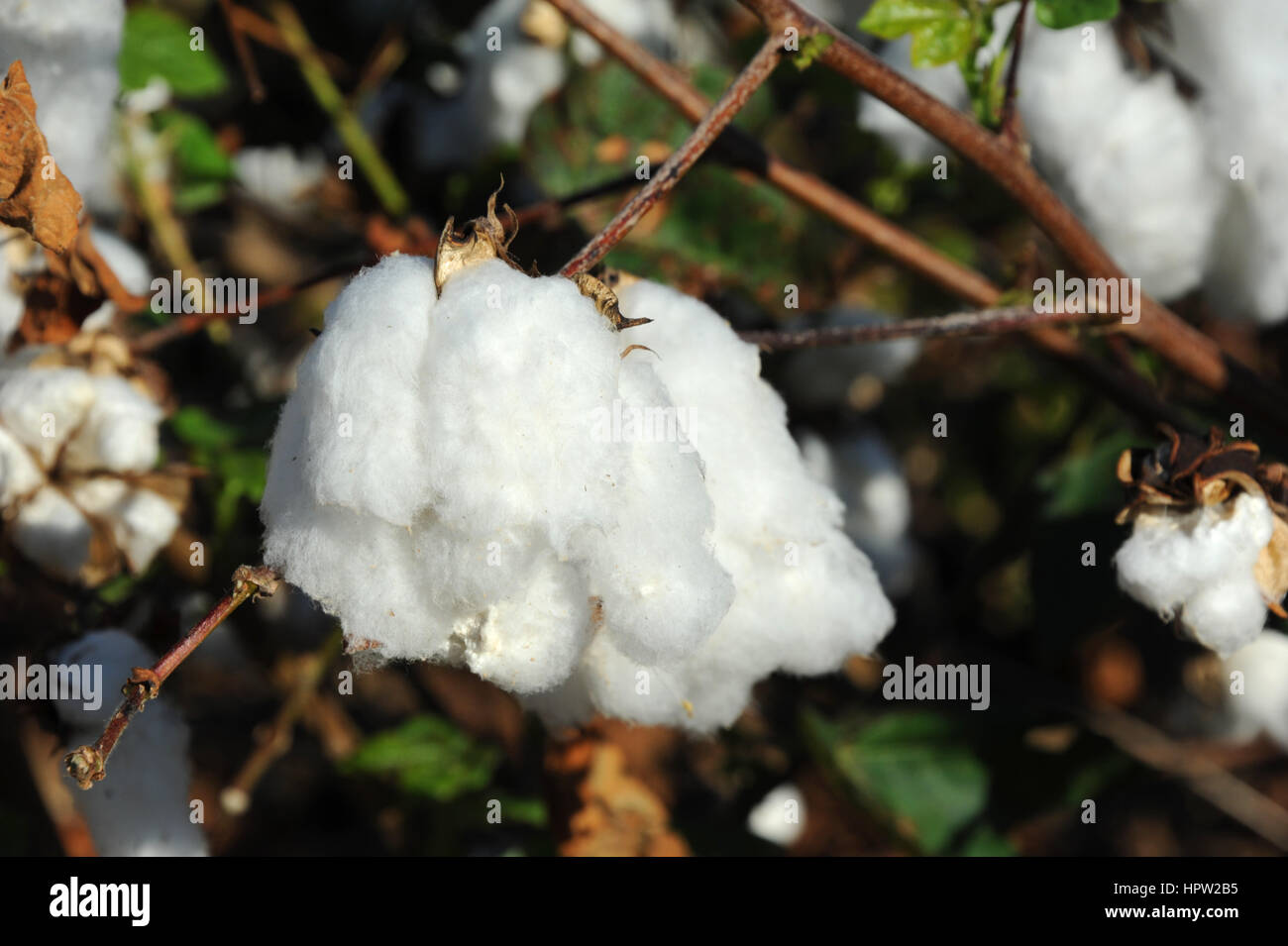 Closeup image shows a fluffy cotton boll at maturity.  Crop is on a farm in Eastern Arkansas. Stock Photo