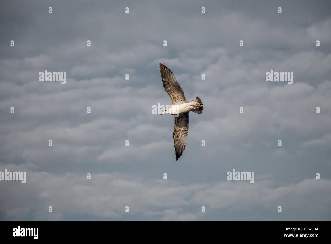 Seagull flying in a cloudy sky over the sea waters Stock Photo - Alamy