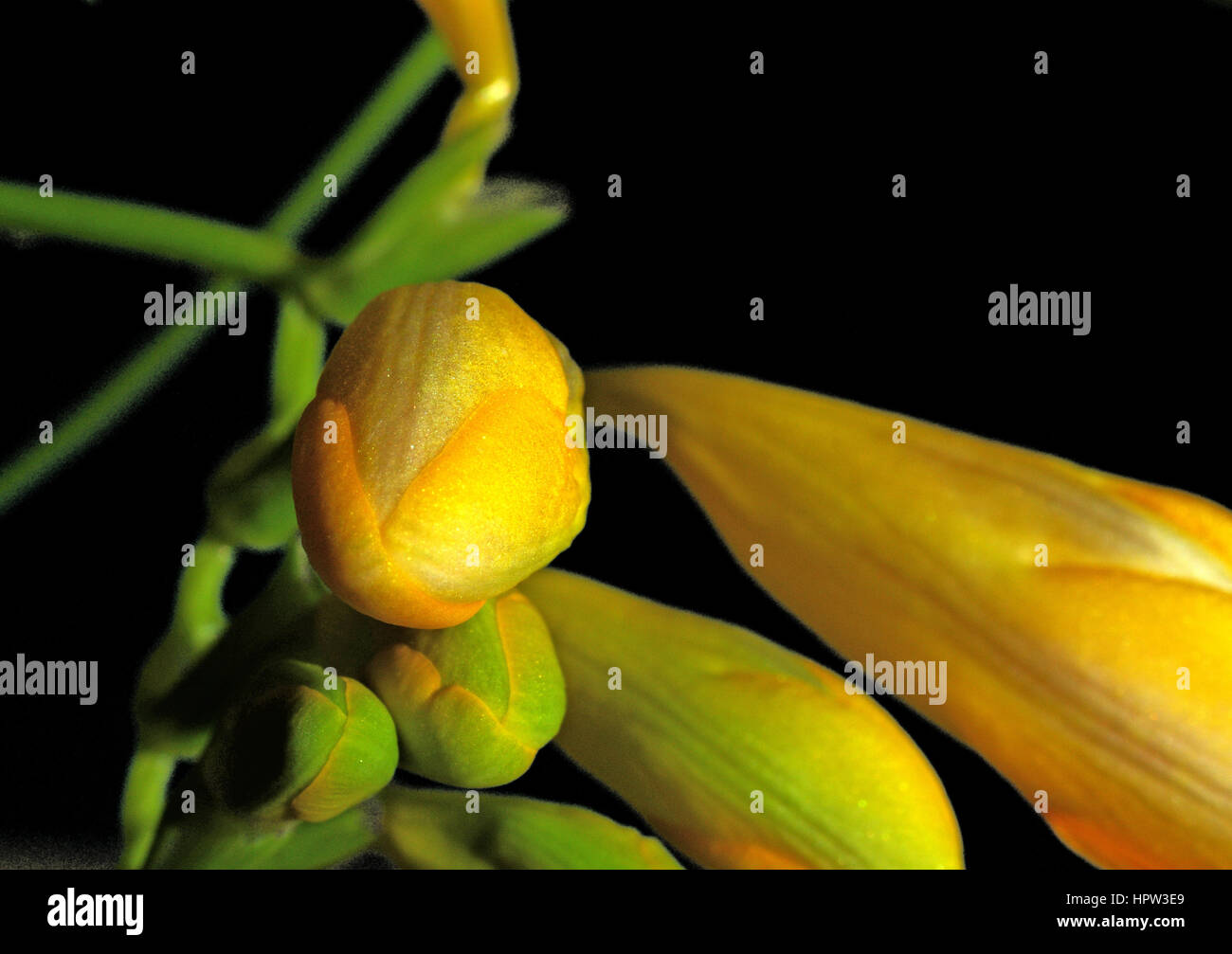 Freesia refracta Stock Photo Alamy