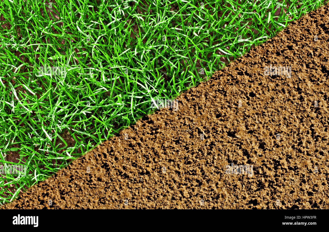 Soil prepared for sowing seed and newly sprouted grass seed Stock Photo