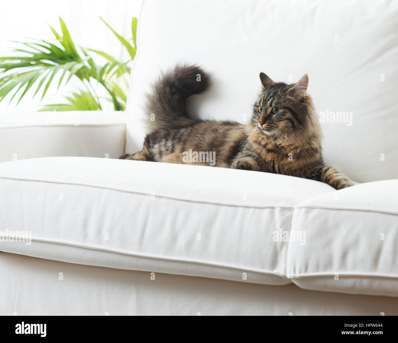 Cat lying on sofa hi-res stock photography and images - Alamy