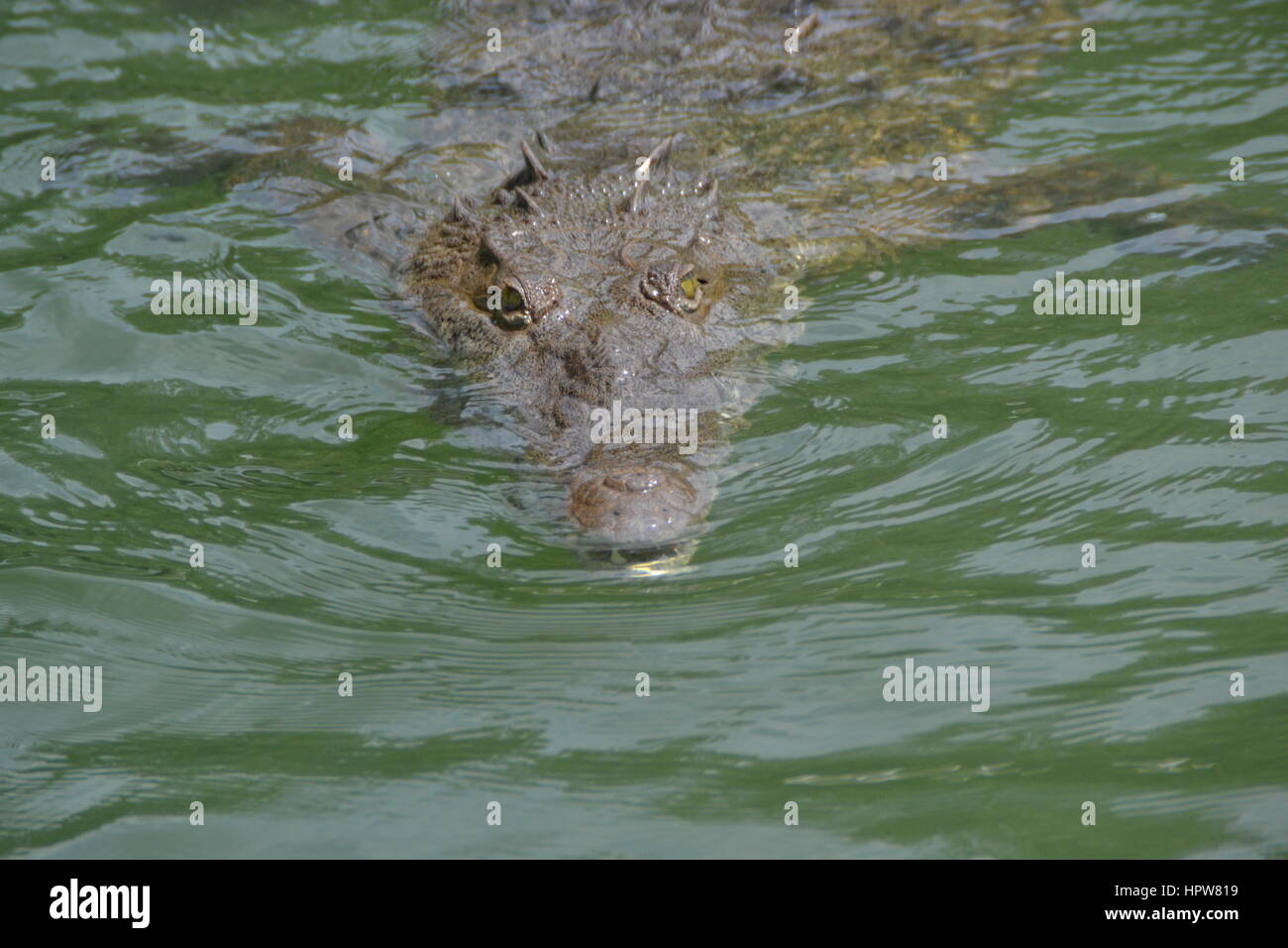 Crocodile at Black River in Jamaica, Caribbean, close up shot in green