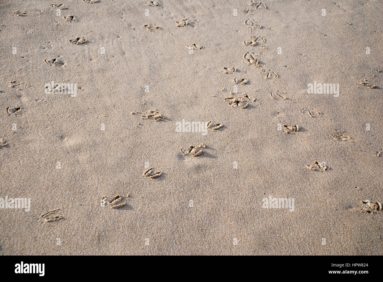 Bird footprints in sand on a beach Stock Photo