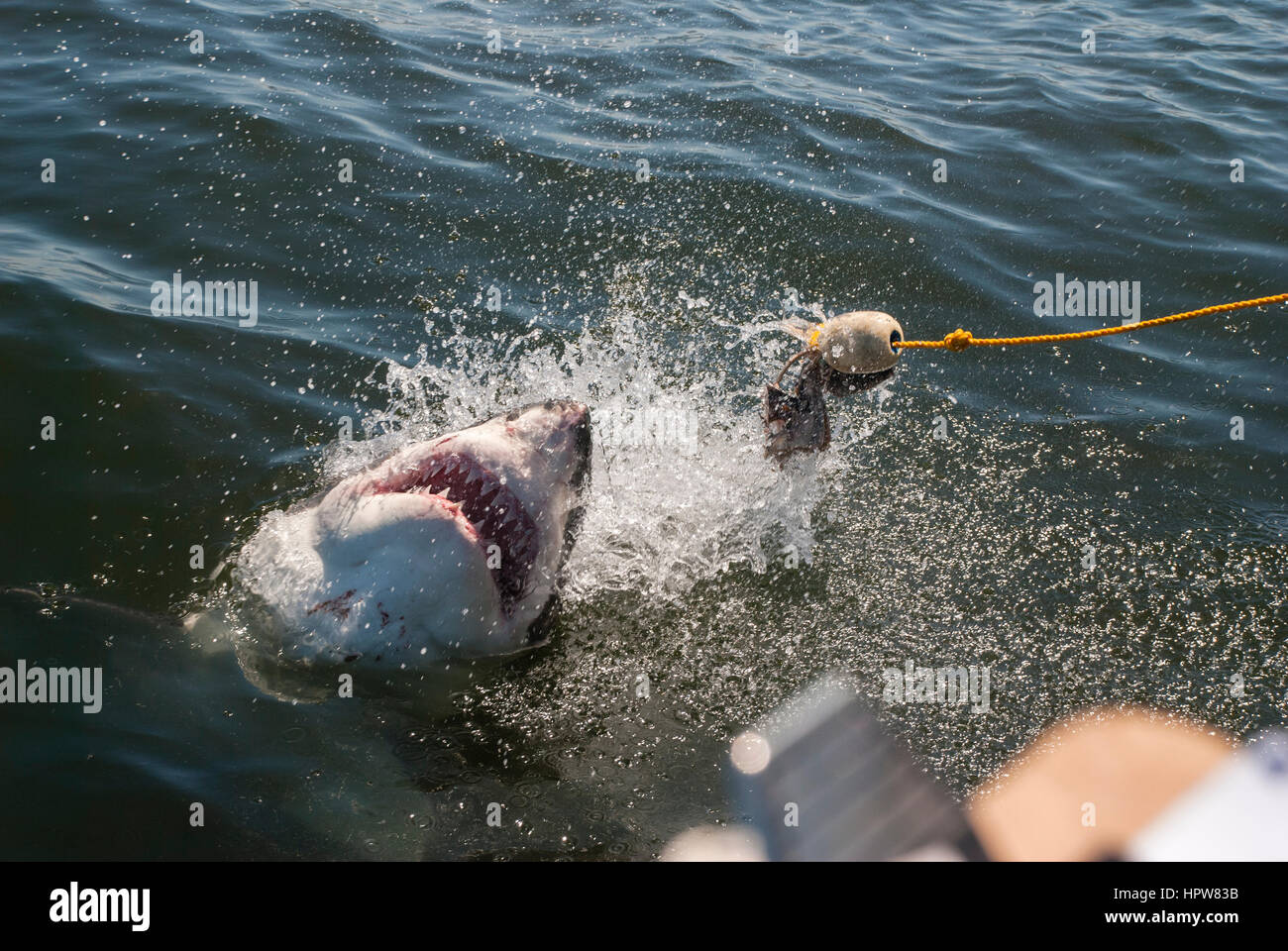 A great white shark lunges for the bait at a cage diving boat in South Africa Stock Photo