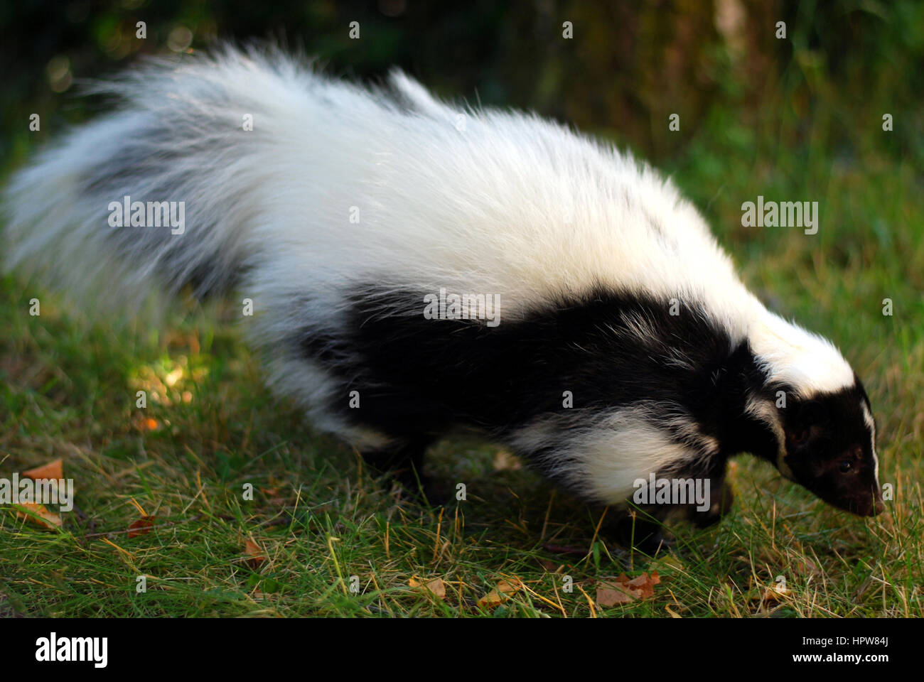 A skunk running in the grass Stock Photo