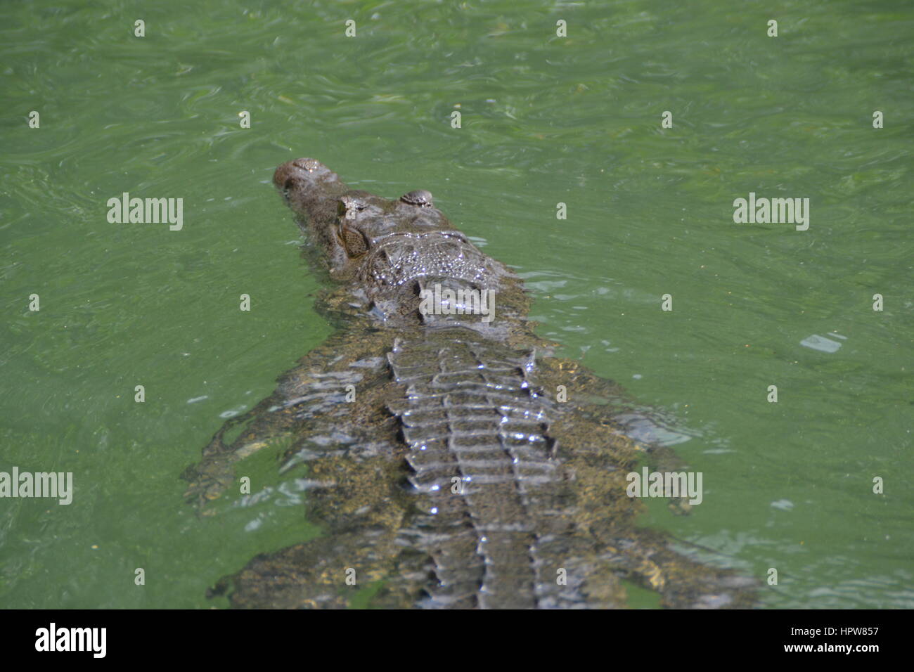 Crocodile at Black River in Jamaica, Caribbean, close up shot in green