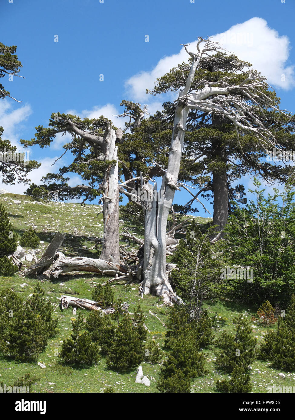 Pinus leucodermis ancient pine tree in Pollino National Park, Italy Stock Photo