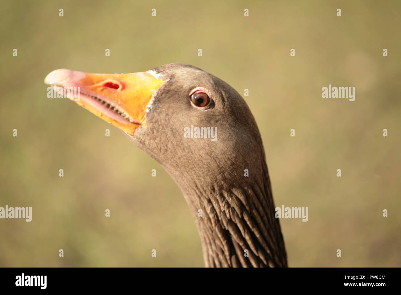 Happy Wild Greylag Goose Stock Photo