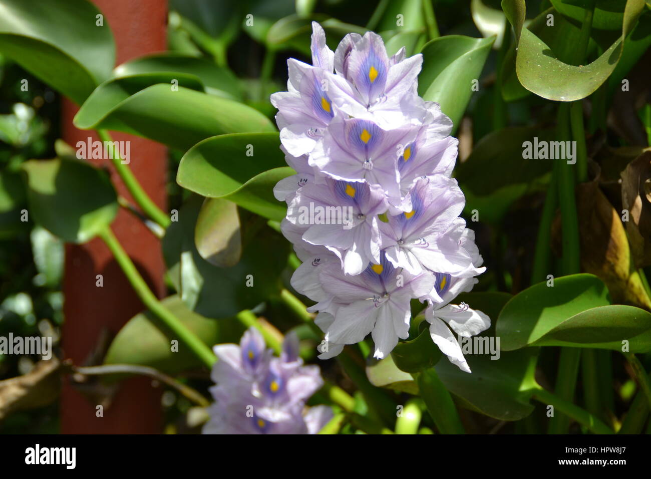 Nice flower at rum factory on Jamaica island Stock Photo Alamy
