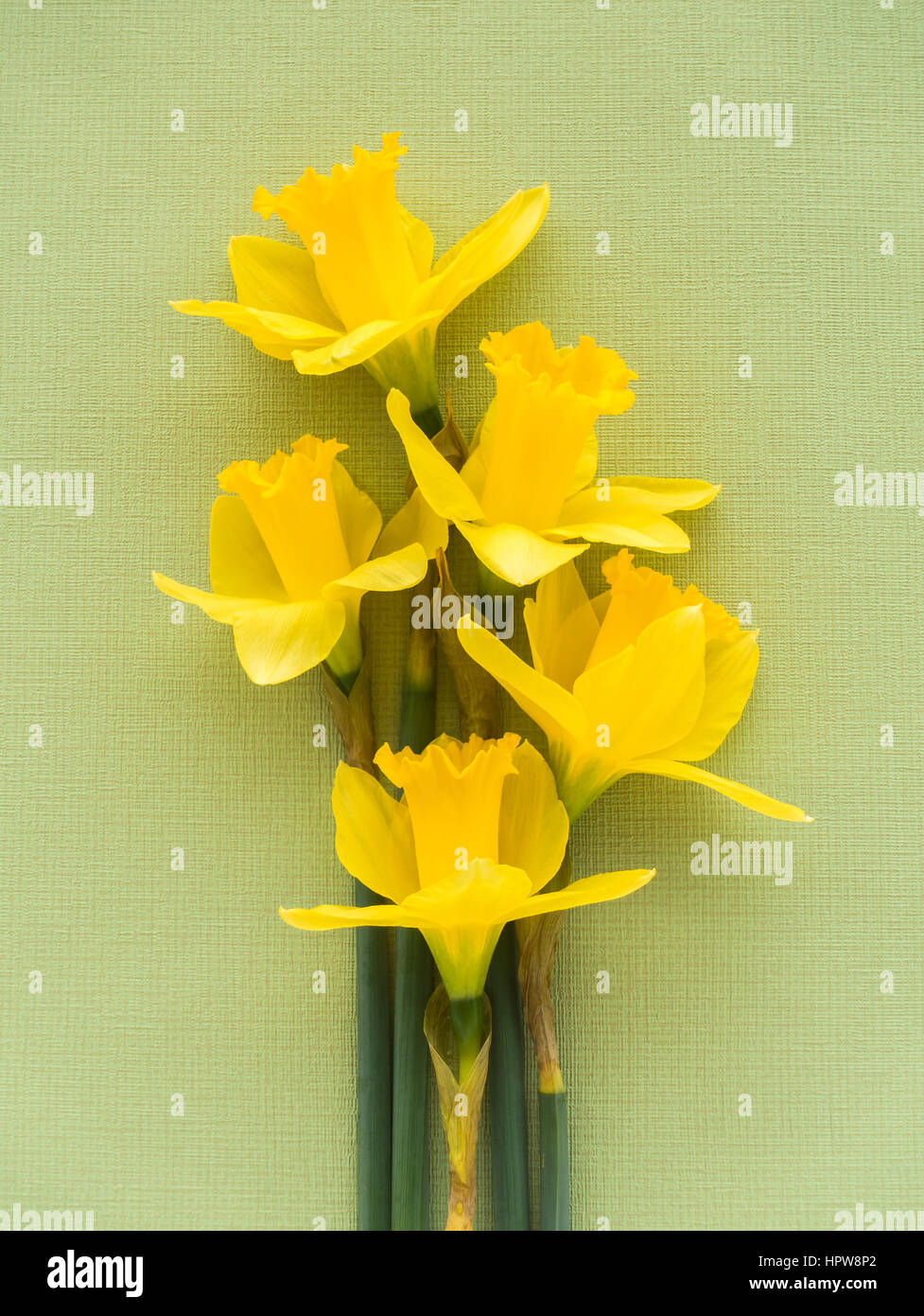 Closeup of five fresh yellow Jersey Pride daffodils lying on soft pale green textured background. Stock Photo
