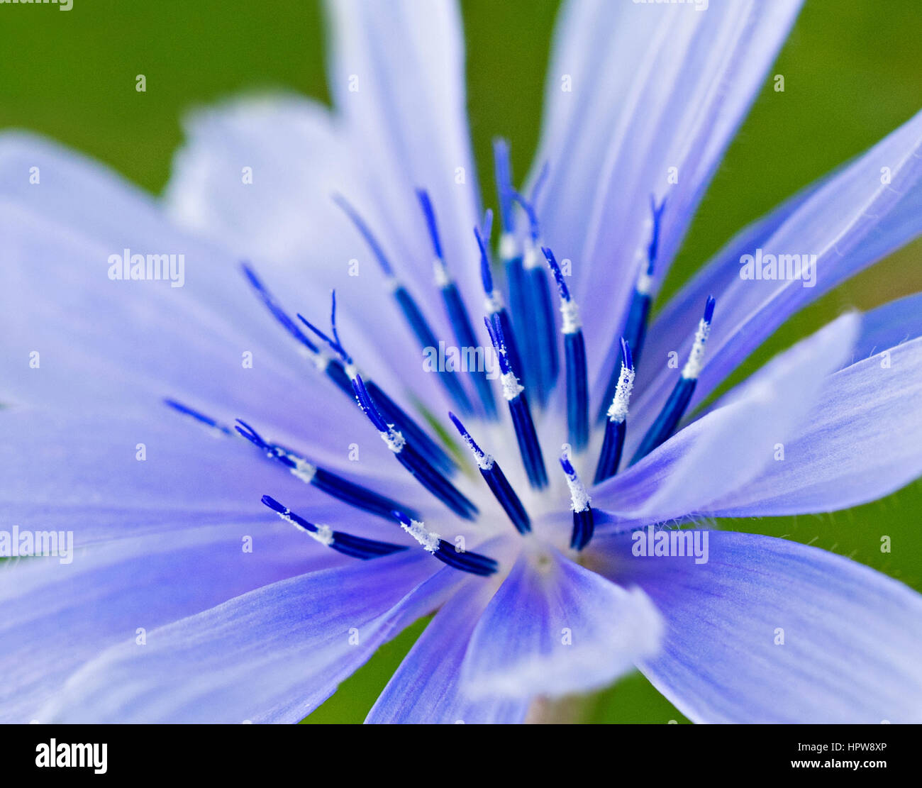Close up of the center of a Chicory flower, often seen along roadsides and considered by some as weeds. Stock Photo