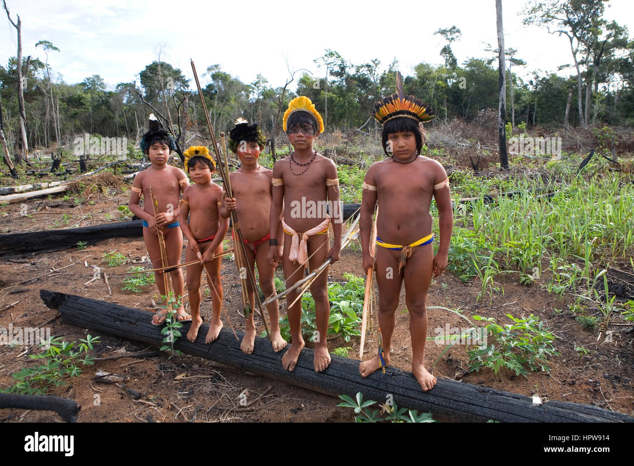 A lrage part of the Amazone has been destroyed and transferred into farmland. The main crops being cultivated are soya, grass for cattle, and maize. Most of the crops are being used for the production of biofuel or exported to the Europe or US for animal fodder Stock Photo