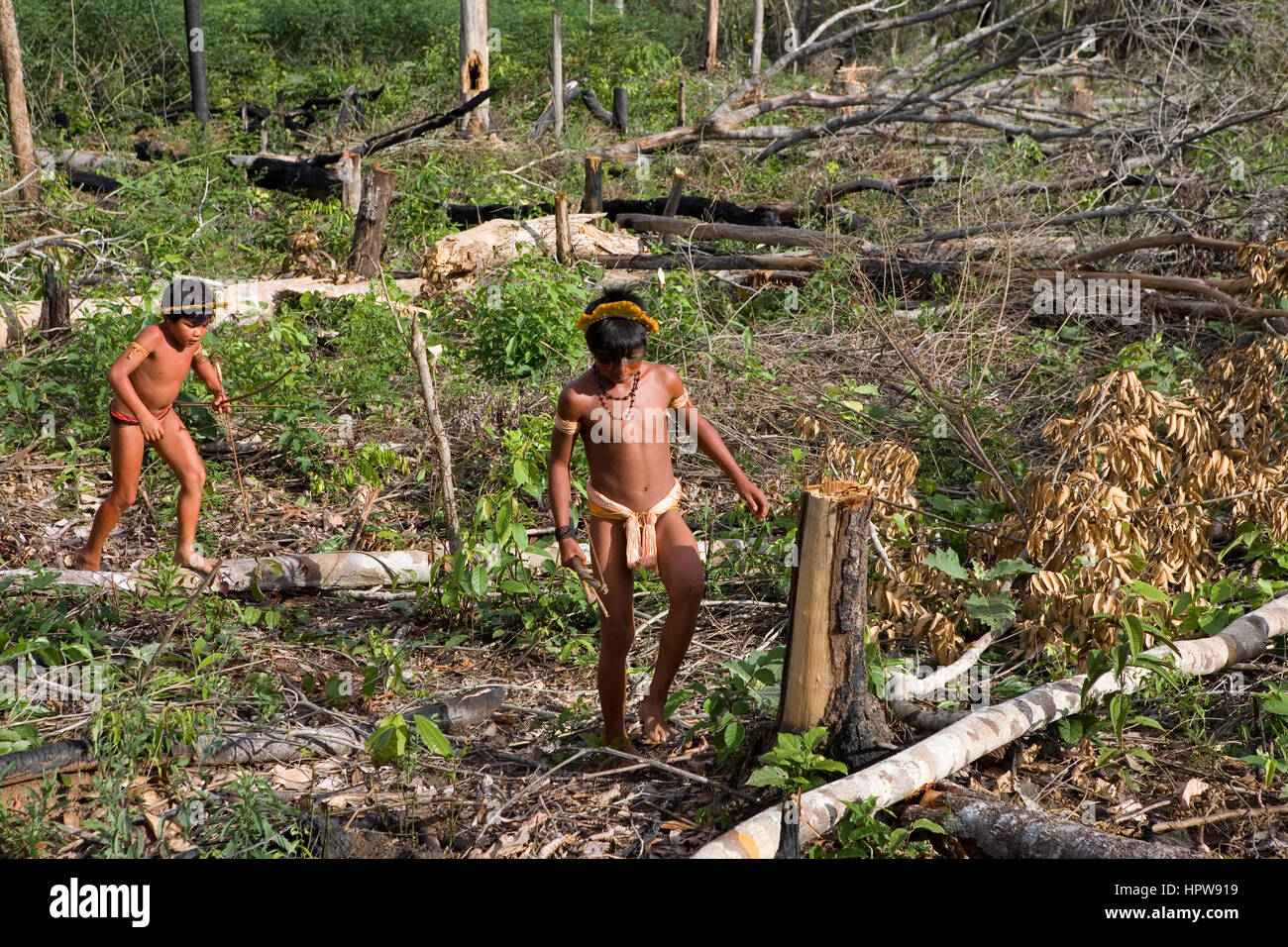 A lrage part of the Amazone has been destroyed and transferred into farmland. The main crops being cultivated are soya, grass for cattle, and maize. Most of the crops are being used for the production of biofuel or exported to the Europe or US for animal fodder Stock Photo