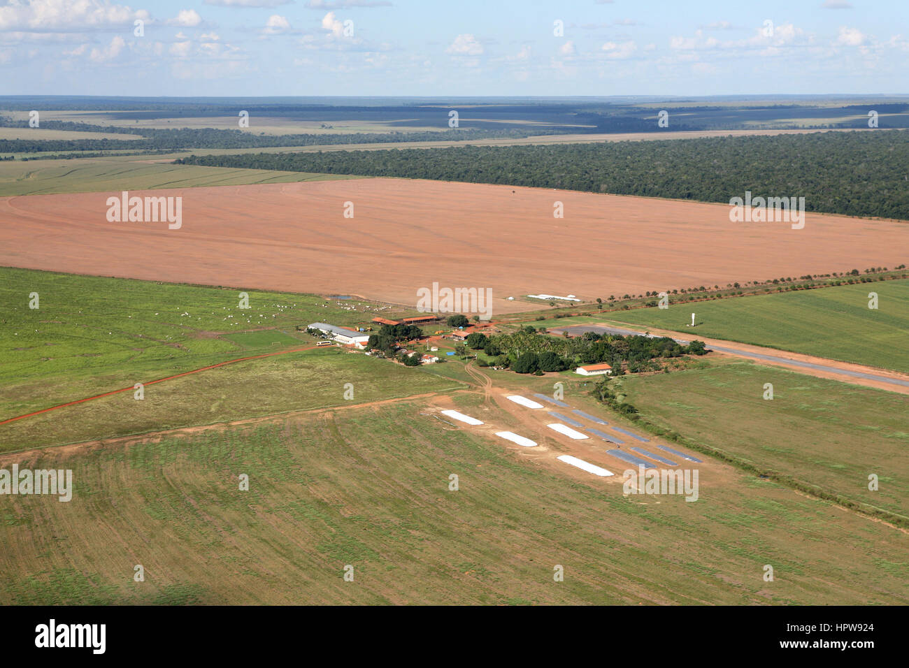 A lrage part of the Amazone has been destroyed and transferred into farmland. The main crops being cultivated are soya, grass for cattle, and maize. Most of the crops are being used for the production of biofuel or exported to the Europe or US for animal fodder Stock Photo
