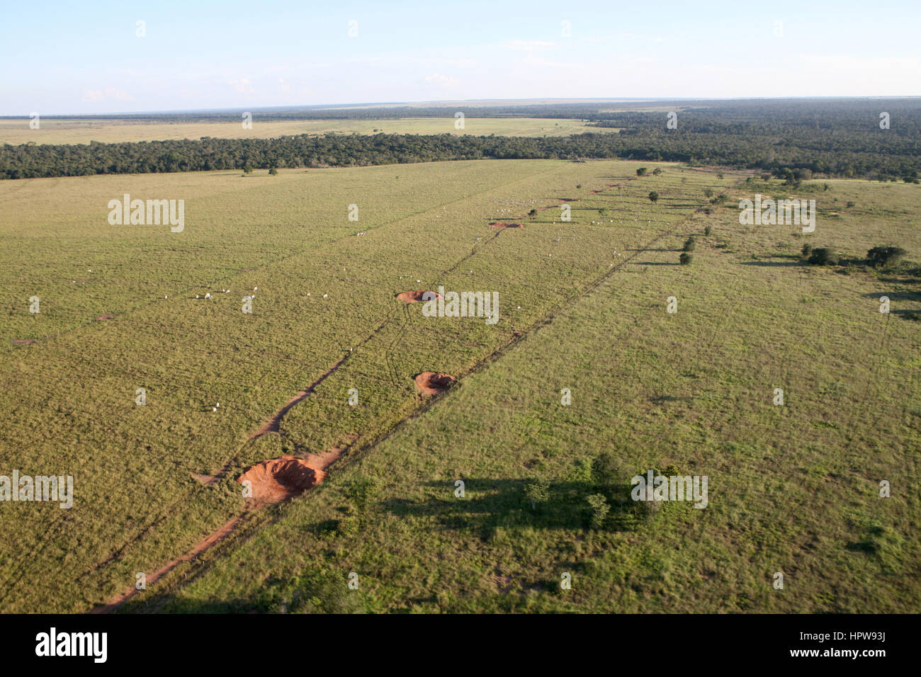 A lrage part of the Amazone has been destroyed and transferred into farmland. The main crops being cultivated are soya, grass for cattle, and maize. Most of the crops are being used for the production of biofuel or exported to the Europe or US for animal fodder Stock Photo