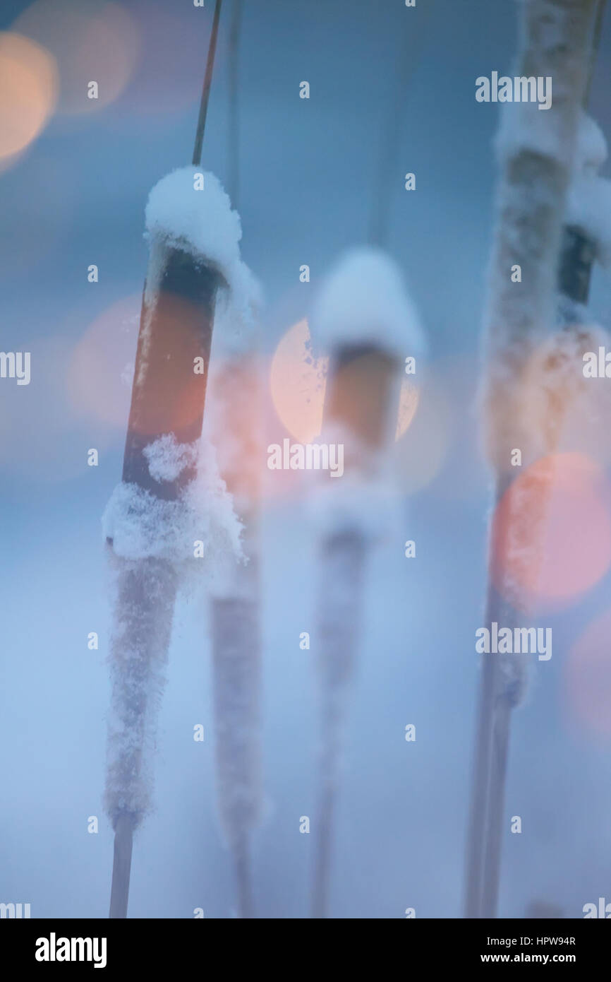 Frost covered plant sunset hi-res stock photography and images - Alamy