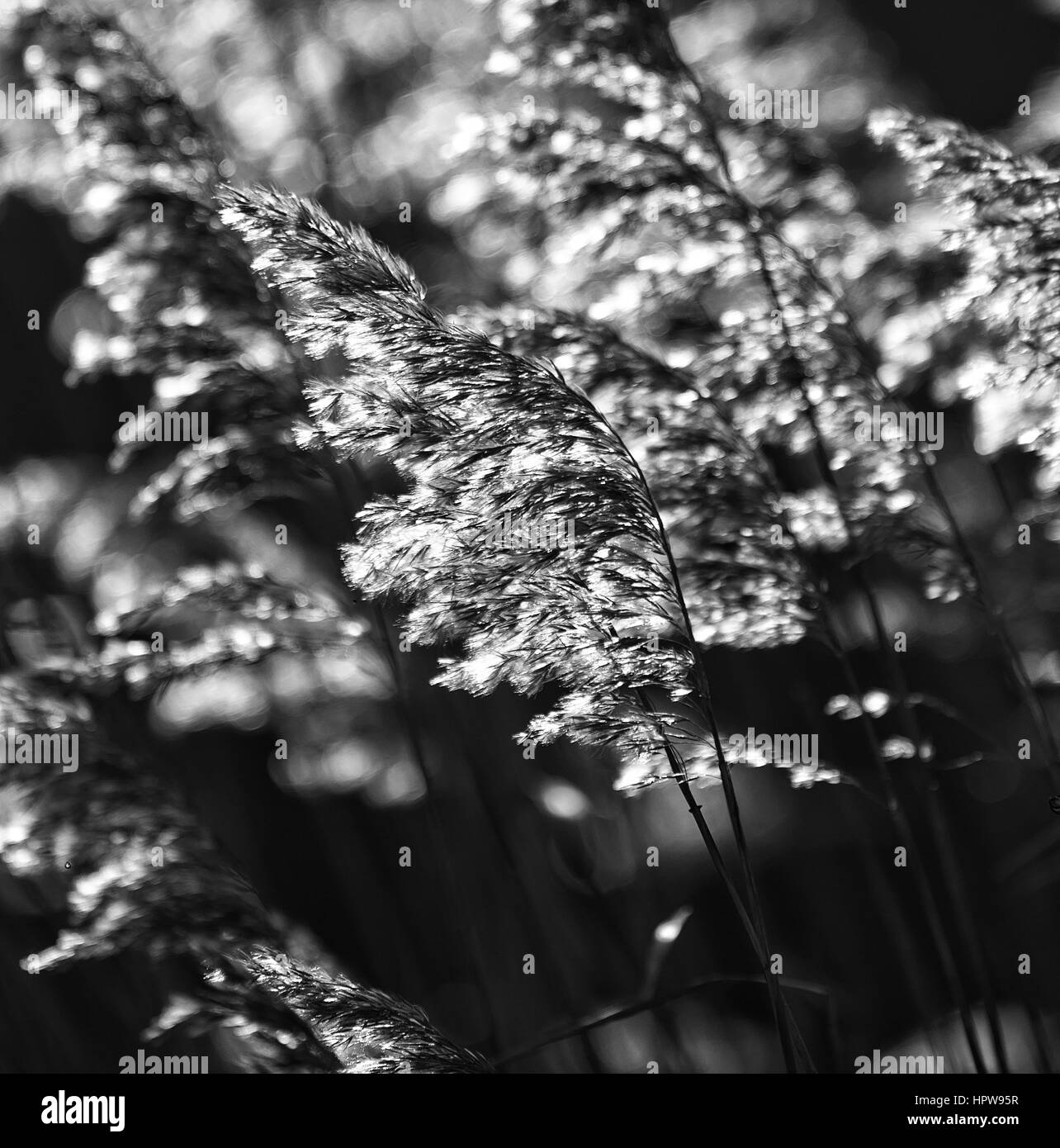 Backlit Phragmites reed seed heads. (B+W) Stock Photo