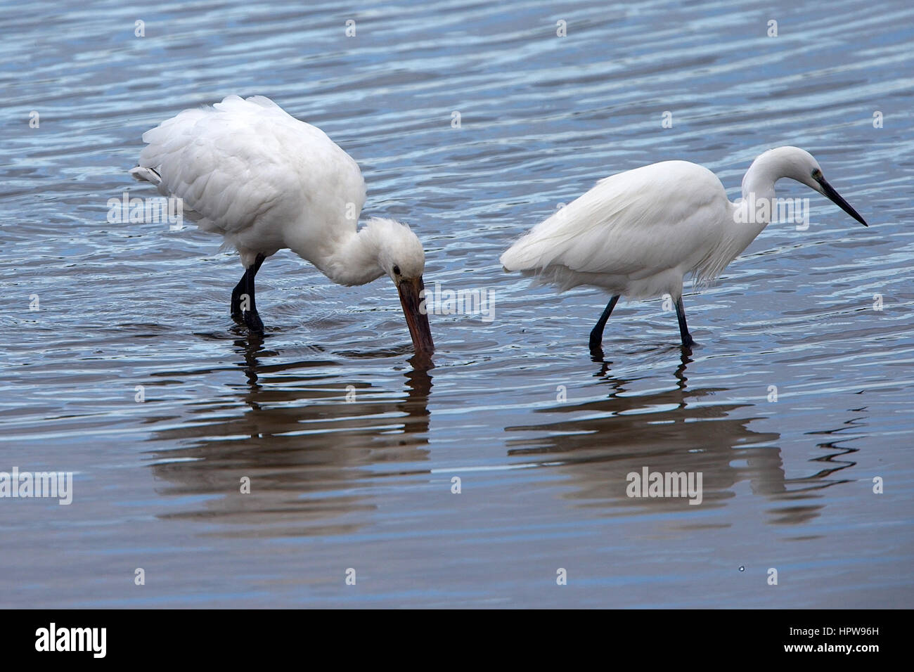Little Egret and a juvenile Eurasian Spoonbill feeding together, Ryan's Field, Hayle Estuary RSPB Reserve, Cornwall, England, UK. Stock Photo