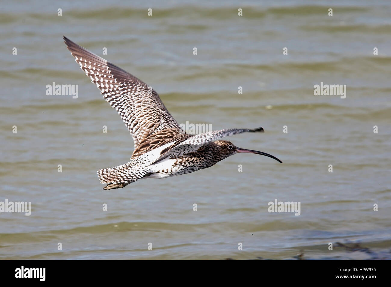Curlew In Flight Eurasian Curlew in flight, Hayle Estuary RSPB Reserve, Cornwall ...