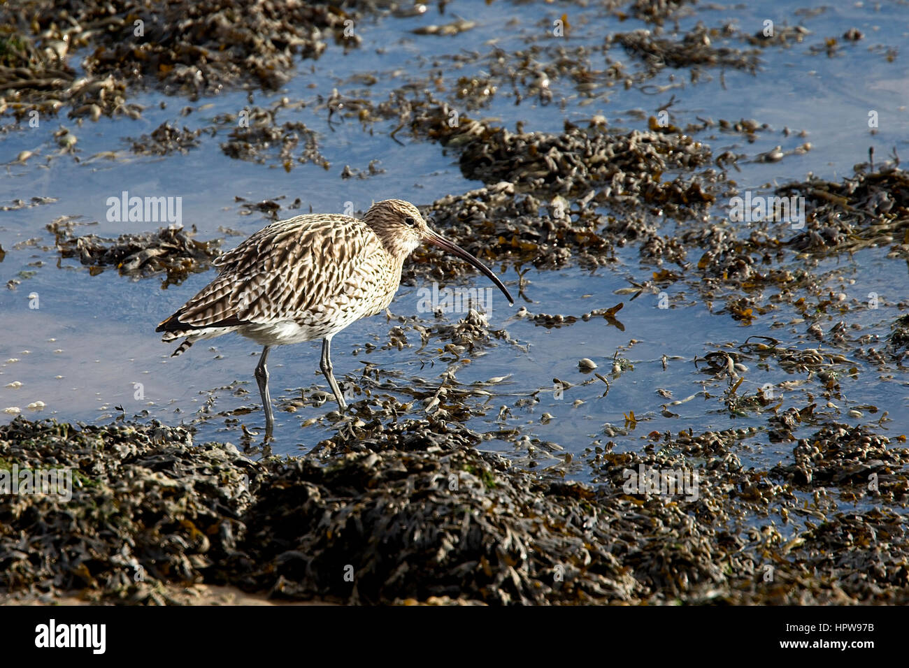 Curlew Rspb Eurasian Curlew standing at the edge of the water, Hayle Estuary RSPB ...