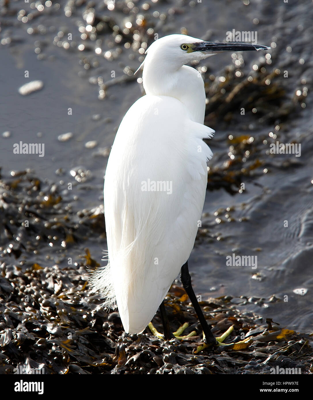 Little Egret standing at the edge of the water, Hayle Estuary RSPB Reserve, Cornwall, England, UK. Stock Photo