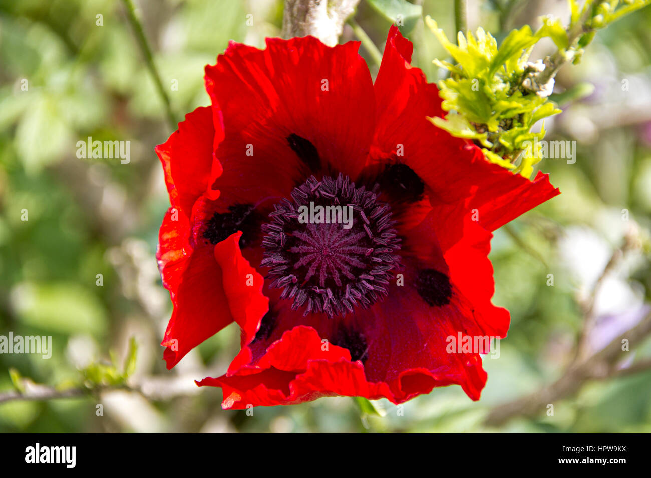 Red poppy Stock Photo