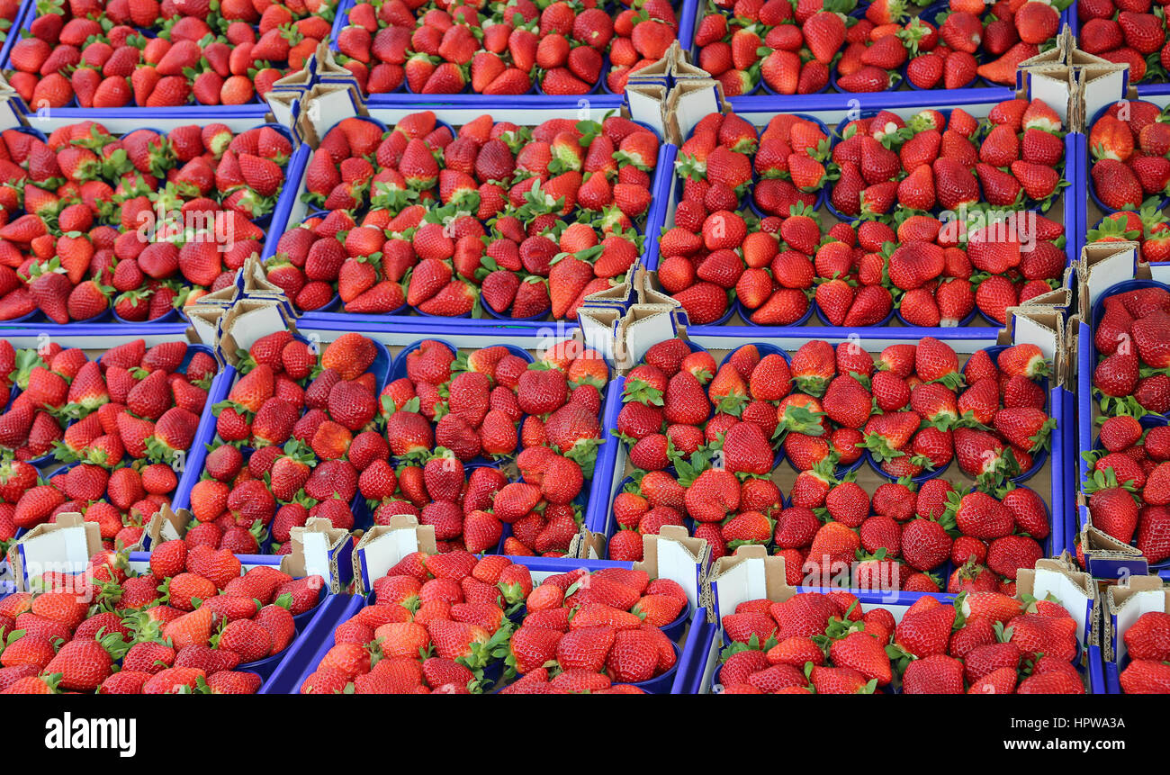 Strawberries In Store grocery shop with so many boxes with red ripe strawberries in spring ...