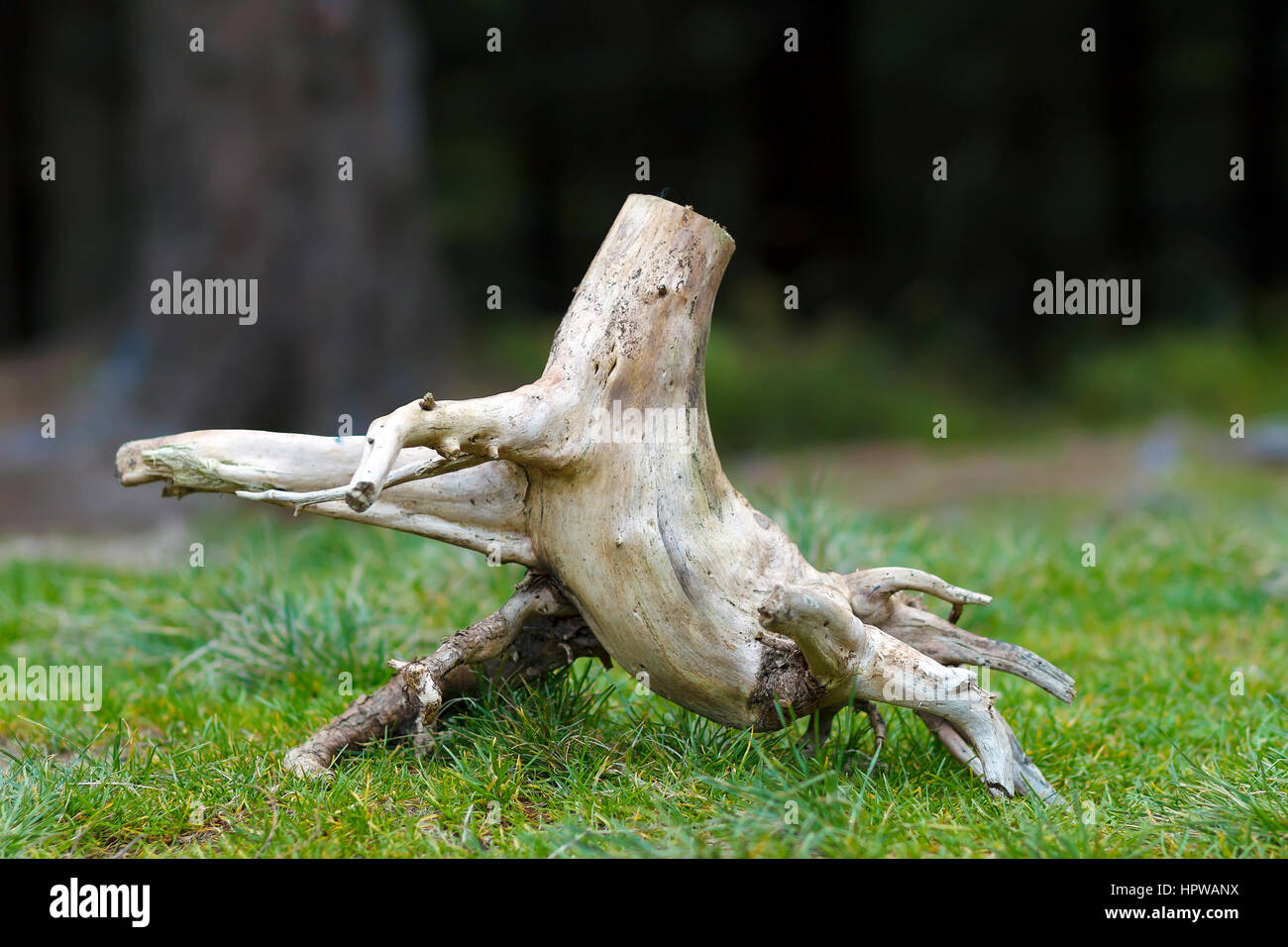 Photo of the abstract stub in the nature with blurred dark background. Old tree stump. Dry dead snag Stock Photo