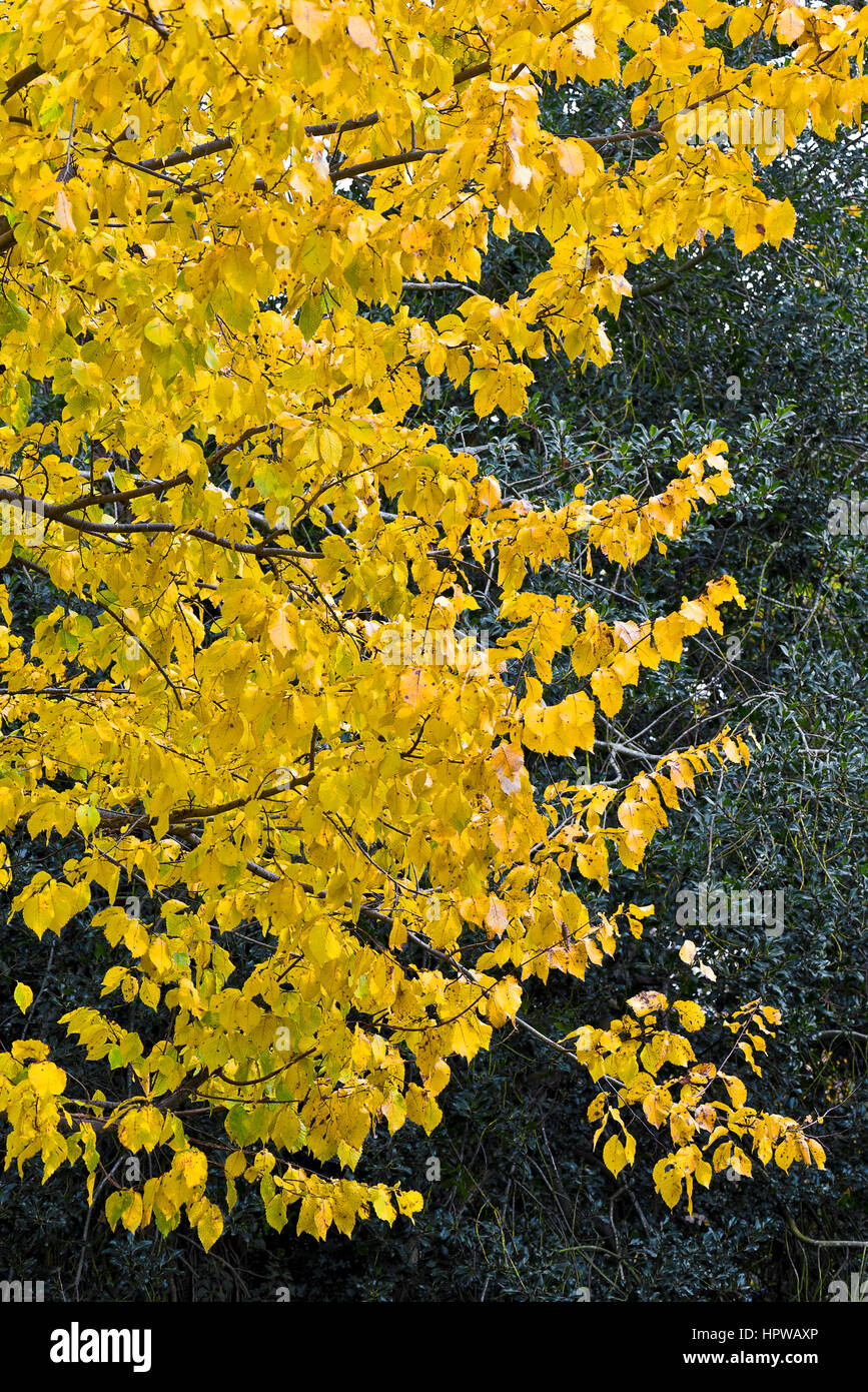 Light yellow tree leaves against a dark olive green background of tree leaves Stock Photo Alamy