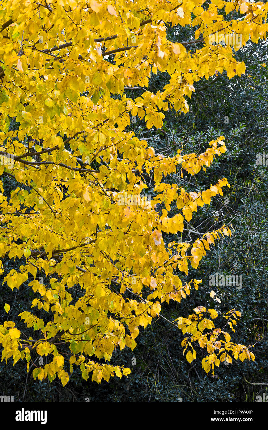 Light yellow tree leaves against a dark olive green background of tree leaves Stock Photo