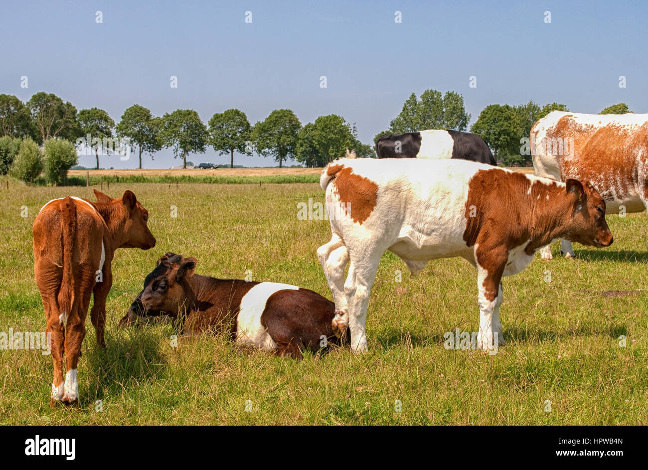 Lakenvelder cattle in Dutch landscape Stock Photo