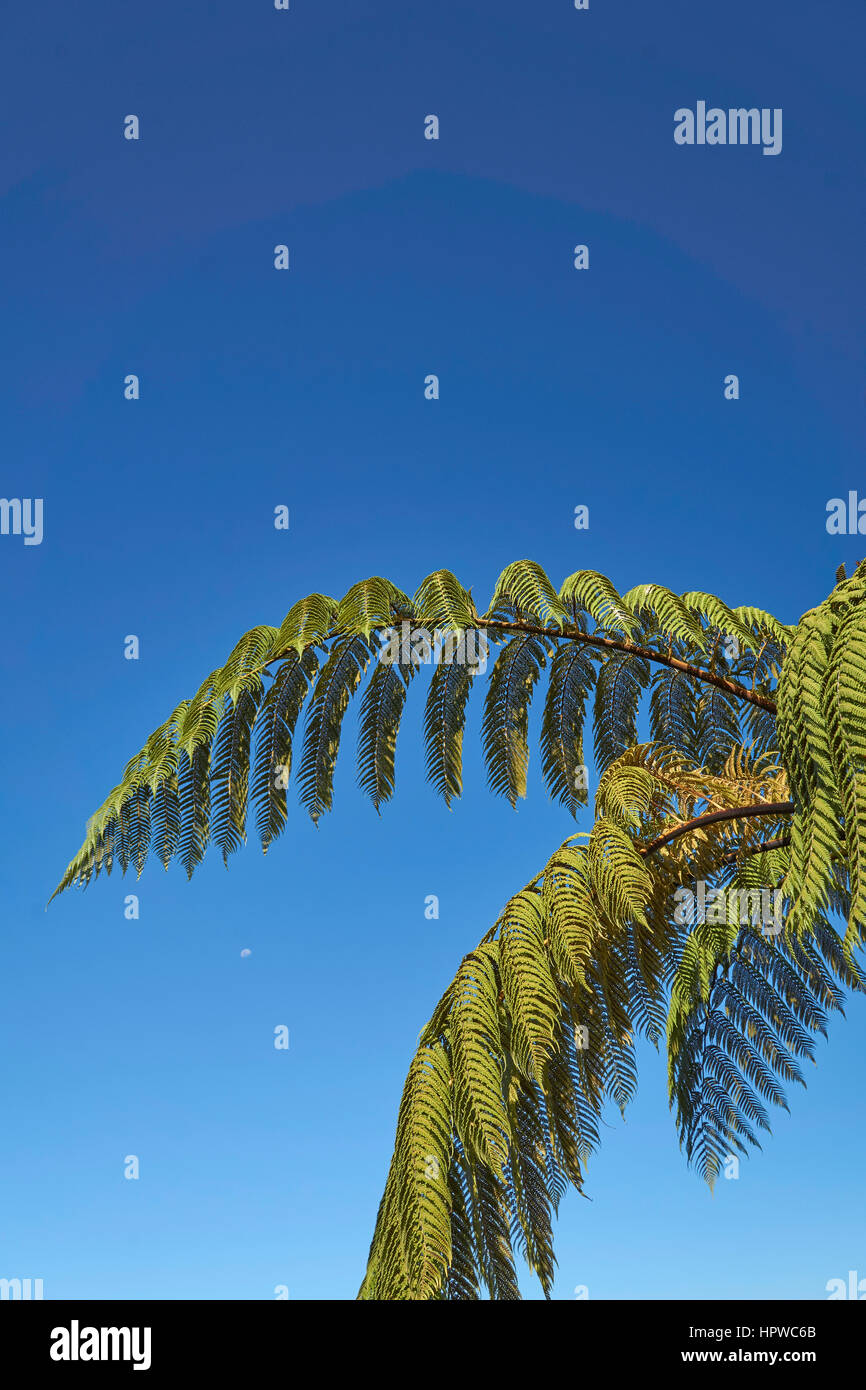 Black Tree Fern Frond High Resolution Stock Photography and Images - Alamy