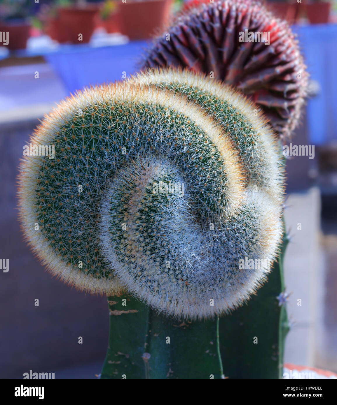 India cactus hi-res stock photography and images - Alamy