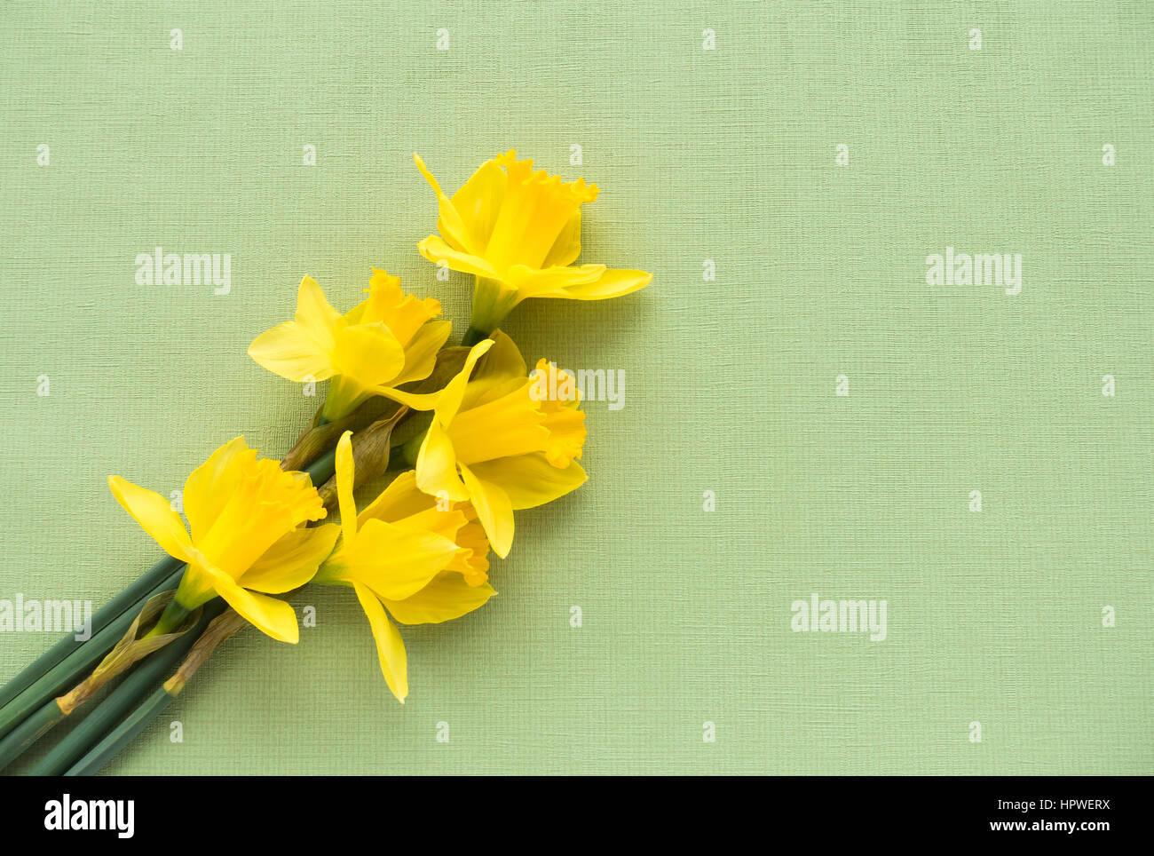 Arrangement of five fresh yellow Jersey Pride daffodils lying on soft pale green textured background with lots of copy space. Stock Photo