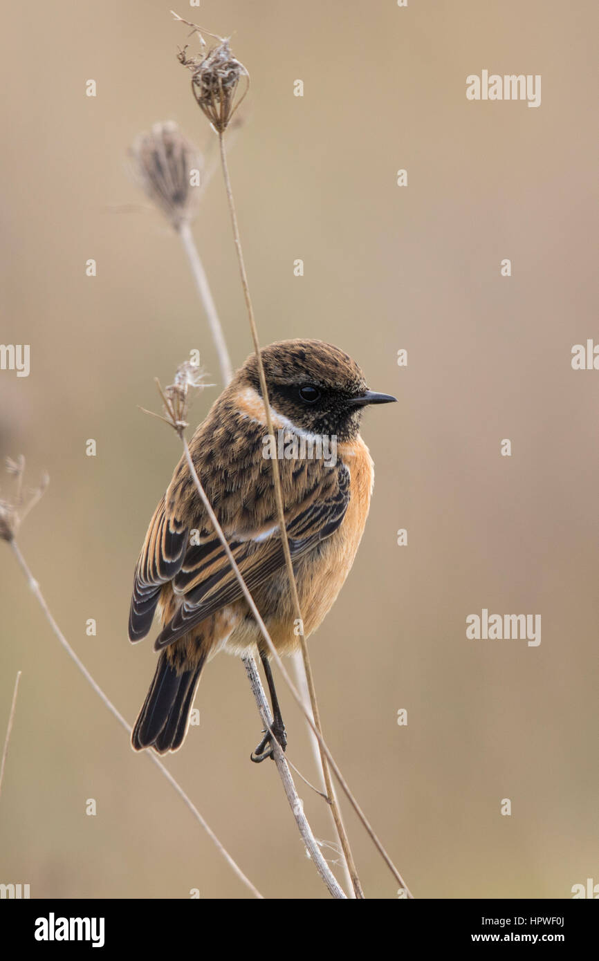 non-breeding male Common Stonechat (Saxicola torquatus hibernans Stock ...