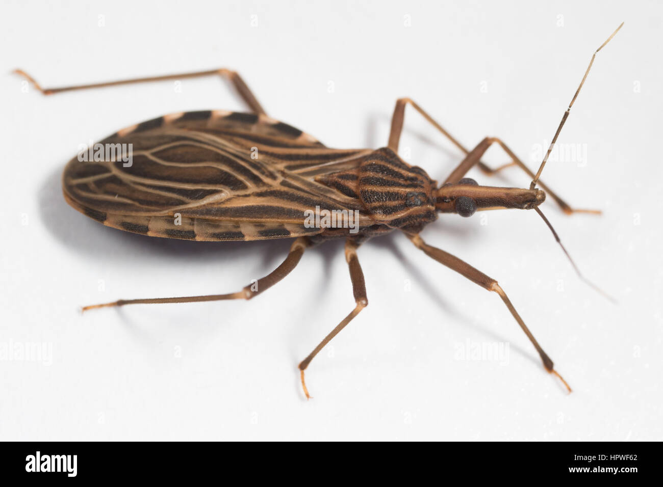 Adult Rhodnius prolixus (Kissing Bug) Stock Photo