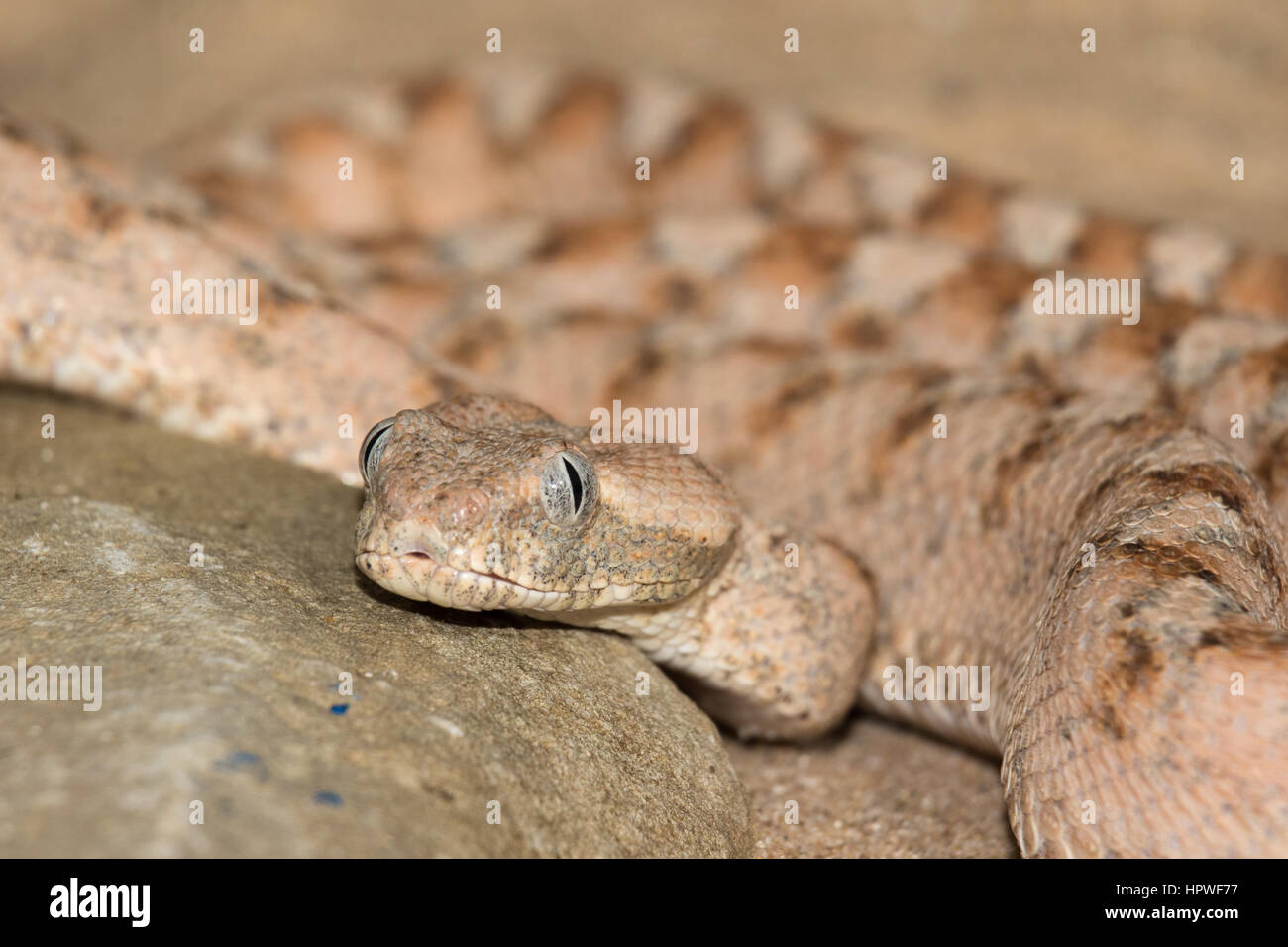 Painted Saw-scaled Viper (Echis coloratus) Stock Photo