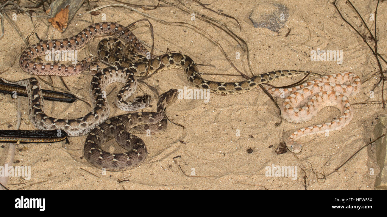 group of 4 species of Saw-scaled Vipers (Echis spp.) showing colour and pattern variation Stock Photo