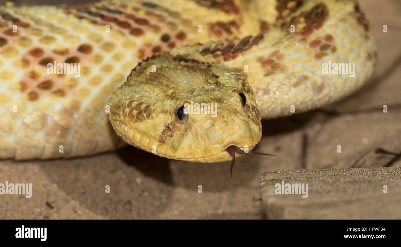 Headshot of a freshly moulted, yellow colour variant of Puff Adder (Bitis arietans) flicking its tongue Stock Photo