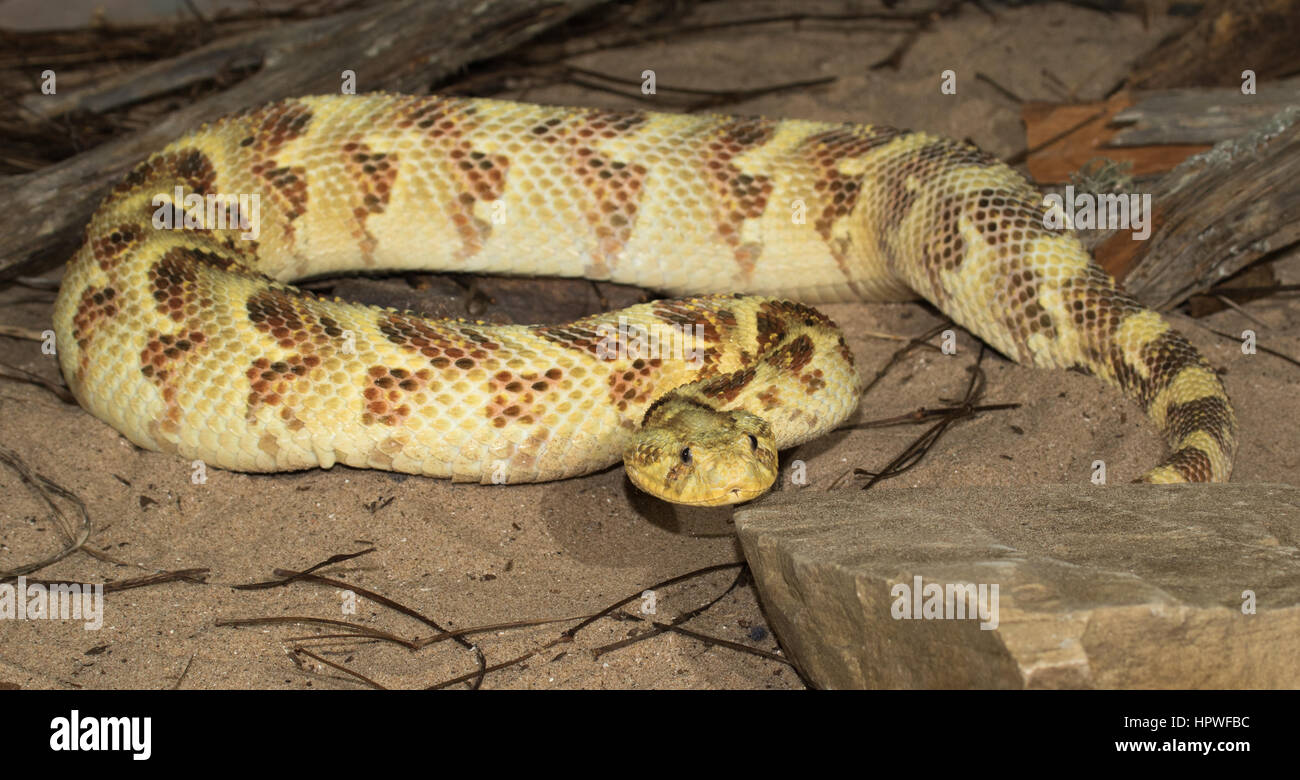 Freshly moulted, yellow colour variant of Puff Adder (Bitis arietans) Stock Photo