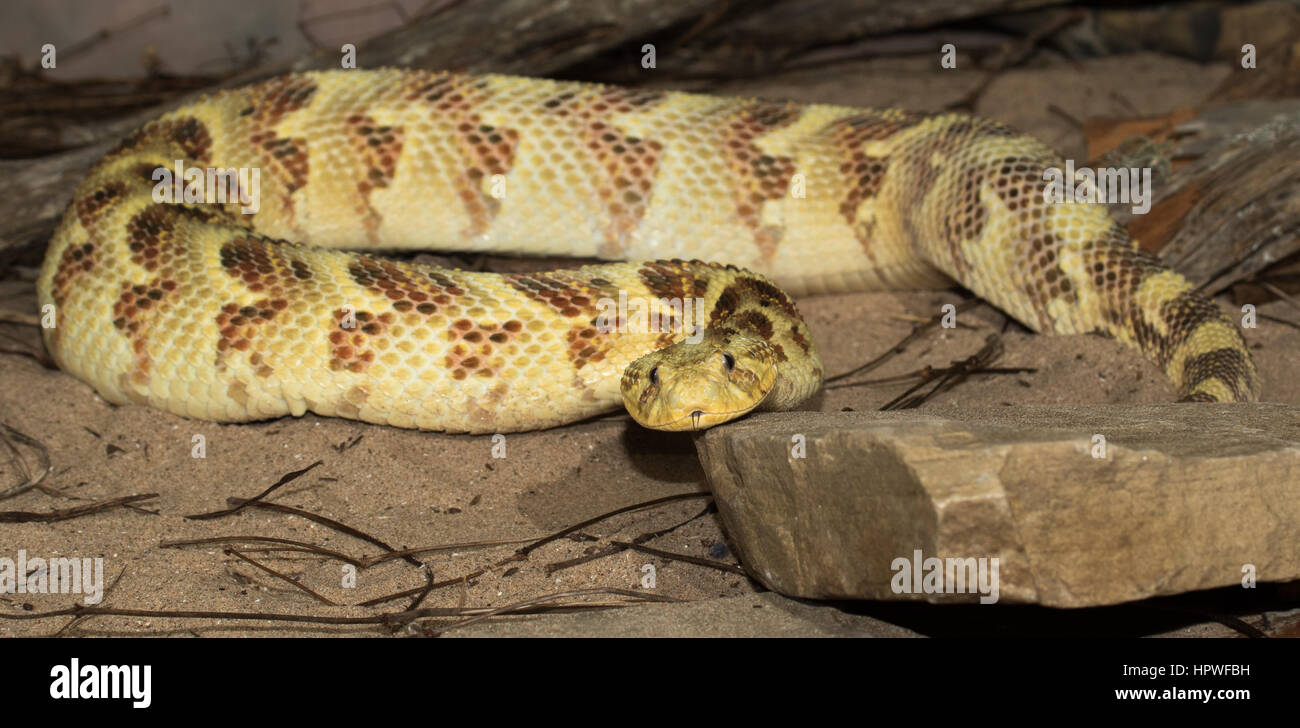 Freshly moulted, yellow colour variant of Puff Adder (Bitis arietans) Stock Photo