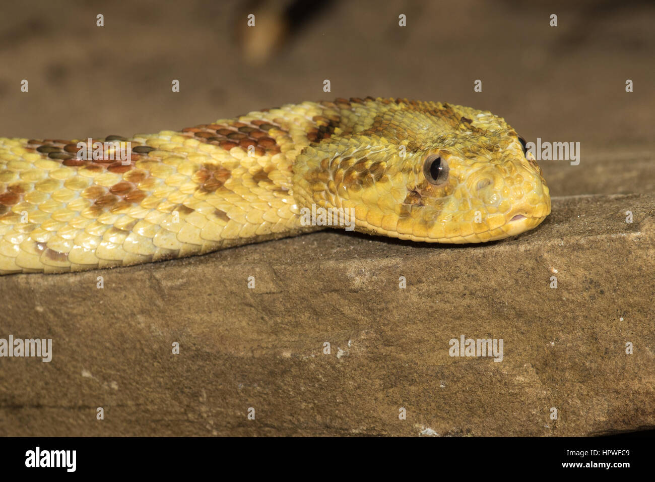 Headshot of a freshly moulted, yellow colour variant of Puff Adder (Bitis arietans) Stock Photo