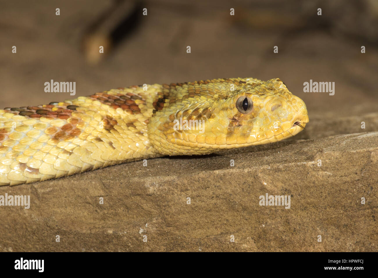Headshot of a freshly moulted, yellow colour variant of Puff Adder (Bitis arietans) Stock Photo