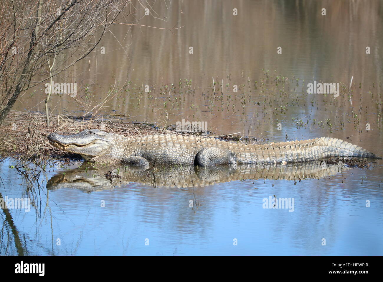 Alligator emerging in Spring to sun Stock Photo